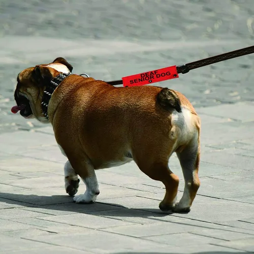 Miniatura 6 de Correa para perro con discapacidad auditiva para perros sordos mayores para perros con necesidades especiales (funda para perro sordo mayor)