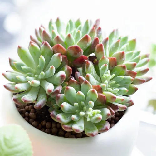 Miniatura 5 de Echeveria Sedeveria Blue Elf 2 pulgadas Suculenta saludable Echeveria Live Easy Care planta interior de casa, totalmente arraigada en tamaños