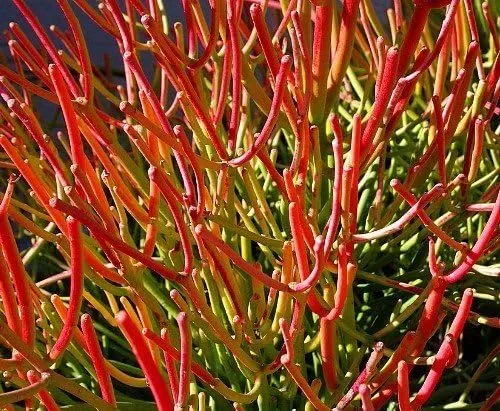 Palo de fuego EUPHORBIA TIRUCALLI EXOTIC COLOR lápiz cactus planta suculenta 6" maceta