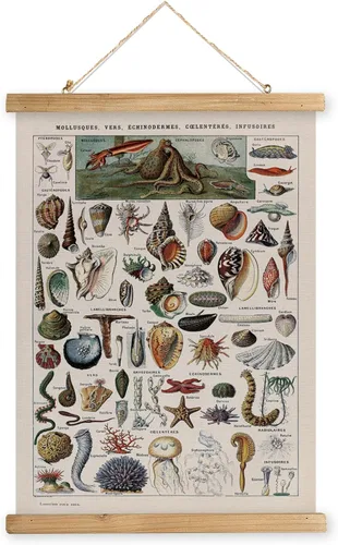 Miniatura 38 de XIAOAIKA Póster Educativo de Vida Silvestre de Seto Británico - Cuadro Ilustrado de la Naturaleza con Marco de Madera - Arte de Pared de Animales