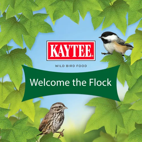 Miniatura 7 de Kaytee Essentials Blend with Black Oil Sunflower, maíz agrietado y mijo, semillas de alimento para aves silvestres para cardenales, arrendajos