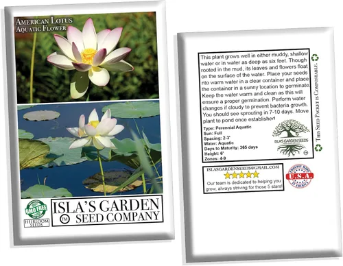 Miniatura 6 de Semillas de flores acuáticas y de estanque "American Lotus" para plantar, 2 semillas por paquete, semillas de jardín de Isla