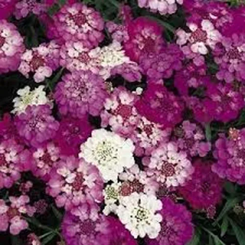 Miniatura 4 de Candytuft, semillas de mezcla de hadas enanas, 100 semillas, hermoso rosa, lavanda, flores blancas
