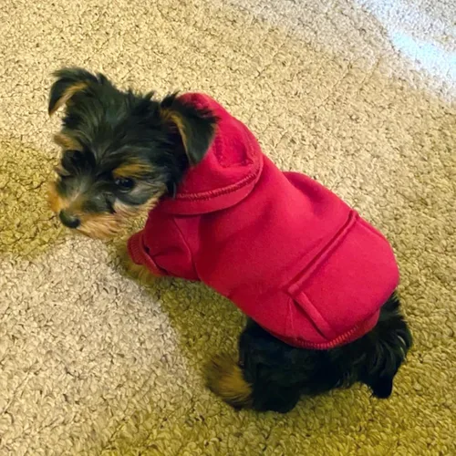 Miniatura 5 de Jecikelon Sudadera con capucha para perro de invierno con bolsillos, ropa cálida para perros pequeños, abrigo de chihuahua, ropa de cachorro y gato