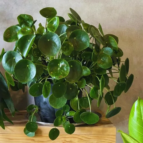 Miniatura 5 de Planta de dinero, planta viva Pilea Peperomioides, de 5 a 7 pulgadas de alto, planta viva para jardín