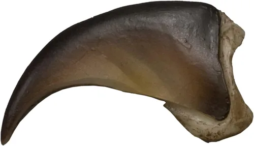 Miniatura 2 de Skulls Unlimited American Black Bear Claw (Pequeña - 1.0 in) (réplica de calidad museo)