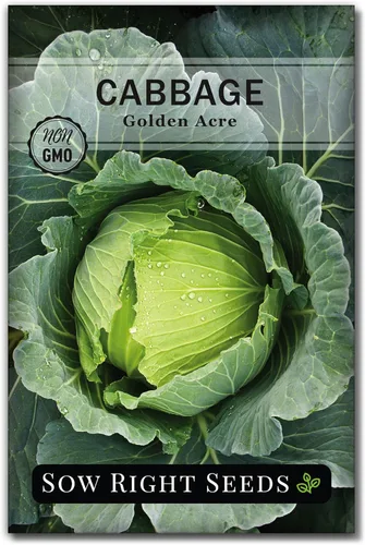 Sow Right Seeds - Semilla de col Golden Acre para plantar - Paquete de reliquia sin OMG con instrucciones para plantar un huerto en el hogar al aire