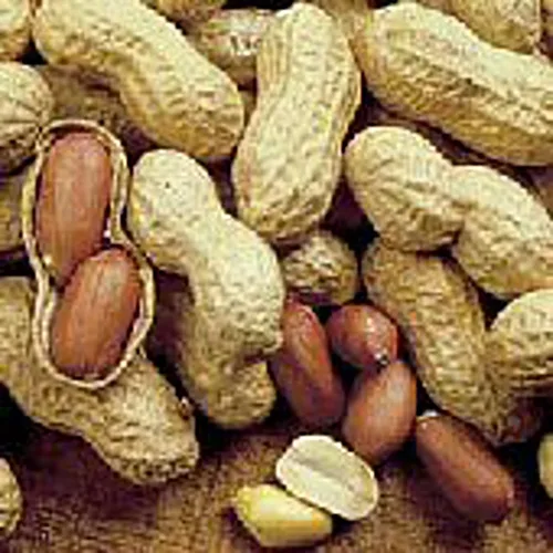 Semillas de cacahuetes de Virginia Jumbo (más de 20 semillas) | Sin OGM | Semillas de flores para plantar | Paquete de invernadero de jardín para el