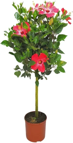 Miniatura 8 de Árbol de Hibisco Vivo Trenzado Fiesta - Altura total de 34" a 38" - Tropical Plants of Florida (Planta en maceta de cultivo)