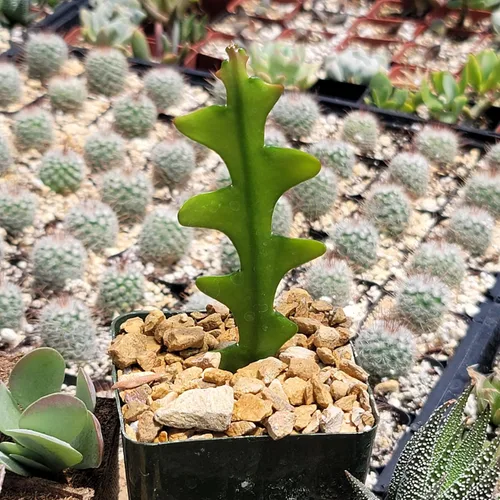Miniatura 2 de Planet Desert Epiphyllum anguliger Fishbone Cactus