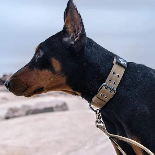Miniatura 8 de EXCELLENT ELITE SPANKER Collar militar para perro de 1.5 pulgadas de ancho, anillo en D de metal ajustable y hebilla para perros medianos y grandes