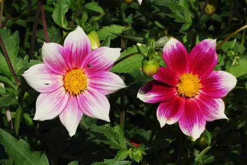 Miniatura 4 de Semillas Dalia Mignon Flores Anuales Mixtas