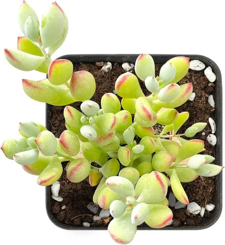 Miniatura 3 de Sprout N Green Cotyledon Pendens, mini planta suculenta viva totalmente enraizada en maceta de 2 pulgadas, planta de casa real para el hogar