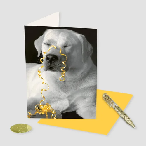 Miniatura 4 de Graphique Tarjeta de Cumpleaños All Wrapped Up Perfecta para Cualquier Persona que Ama a los Perros Familia y Amigos Sobre Coordinado
