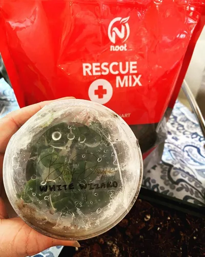 Miniatura 5 de Noot Rooting Rescue Mix - 1 cuarto de galón - Chips de fibra de coco Fibras de fibra de coco Perlita gruesa - Tratamiento de pudrición de raíces