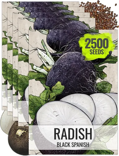 Miniatura 17 de Seed Needs Semillas de rábano para plantar rábanos sandía, reliquia sin OMG y sin tratar, cultiva un huerto cultivado en casa, cultivos para clima