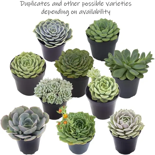 Miniatura 6 de Altman Plants, Echeveria Suculents Plantas vivas (paquete de 4), plantas suculentas vivas, plantas de interior vivas, plantas suculentas, plantas