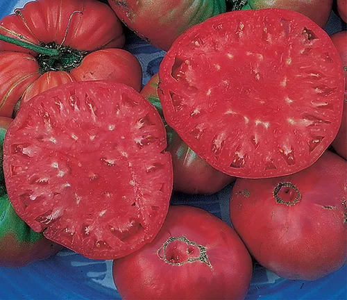 Miniatura 2 de Semillas de tomate gigante rosa belga, tomate grande reliquia, uno de los tomates más grandes y deliciosos para el cultivo doméstico, sin OMG, sin