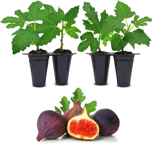 Miniatura 8 de Higuera Black Mission Viva en Venta (Paquete de 4) Plantas Fáciles de Cultivar Planta de Fruta Comestible para Vida Sostenible Cultiva tu