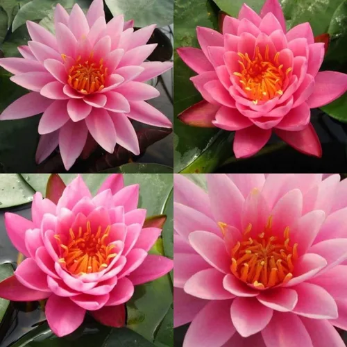 Miniatura 3 de Colorado Pink Hardy Water Lily Rhizome Live Aquarium Pond Plant BUY2GET1FREE