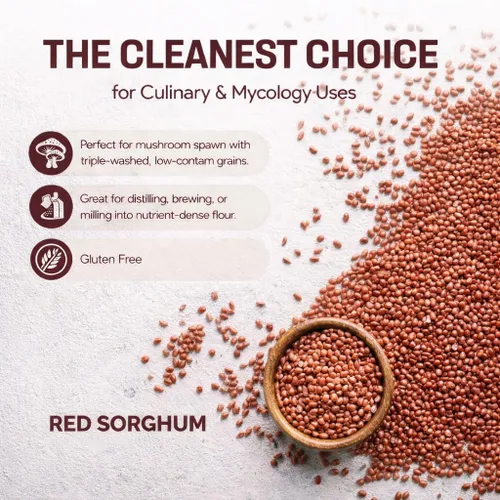 Miniatura 4 de Mycology Basics - Sorgo orgánico (2.0 libras)