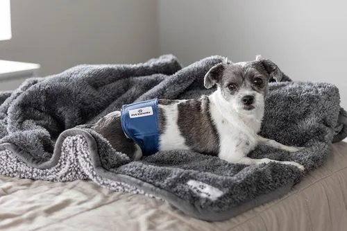 Miniatura 9 de Pet Parents® Bandas para el vientre lavables para perros machos (paquete de 3) + Extendrs® de pañales duraderos para perros machos, pañales premium
