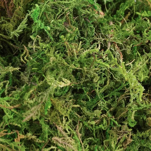 Miniatura 3 de BYHER Musgo falso de 4 onzas, musgo para manualidades y plantas de interior, césped verde artificial realista para jardín de hadas, proyectos