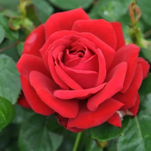 Miniatura 2 de Rosas de té híbridas Heirloom, Planta de raíz propia viva para jardín al aire libre, Eleganza® Heart Song™, ligeramente fragantes, zonas