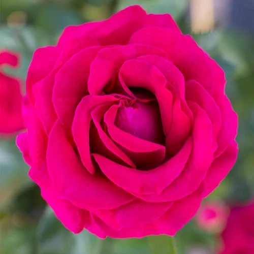 Miniatura 2 de Rosas Heirloom Grandiflora, planta de raíz propia viva para jardín al aire libre, Sweet Spirit™, excepcionalmente fragantes, zonas de rusticidad