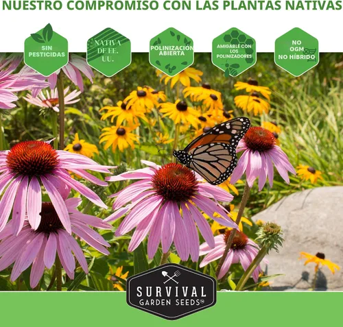 Miniatura 8 de Semillas de bálsamo de abeja para plantar, bergamota silvestre (Monarda Fistulosa), flores silvestres nativas perennes y hierbas medicinales