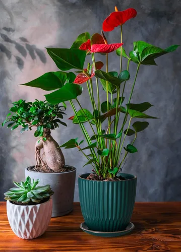 Miniatura 6 de D'vine Dev Juego de 2 macetas de cerámica para plantas, maceta con orificio de drenaje y platillos, 4.5 pulgadas 5.8 pulgadas, negro, 99-D-2
