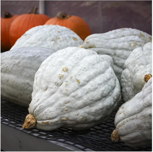 Miniatura 3 de Everwilde Farms - Semillas de calabaza de invierno Hubbard azul orgánico de 1 onza - Paquete Gold Vault