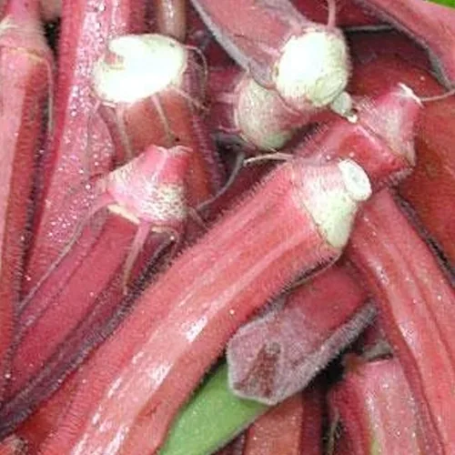 Semillas de Okra de Borgoña Roja - 0.07 oz ~ 35 Semillas - Semillas de jardinería agrícola, de polinización abierta, sin OMG, semillas de jardinería