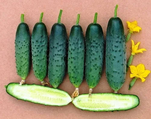 Miniatura 7 de Semillas de pepino autopolinizador de interior Firm Secret F1 Hybrid Vegetal para plantar sin OMG - Tiempo de cosecha 55 días