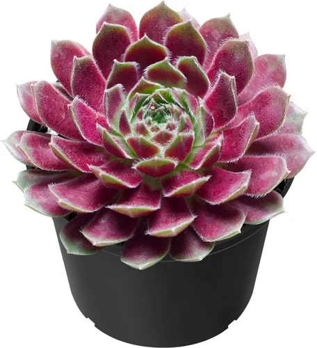 Miniatura 13 de Sprout N Green Golden Jade - Crassula Ovata 'Hummel Sunset', rara planta suculenta linda totalmente enraizada en maceta de 2 pulgadas con tierra