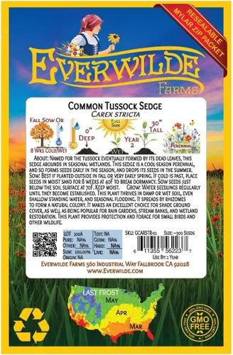 Miniatura 2 de Everwilde Farms - 300 semillas comunes de hierba nativa de Tussock Sedge - Paquete de semillas Gold Vault