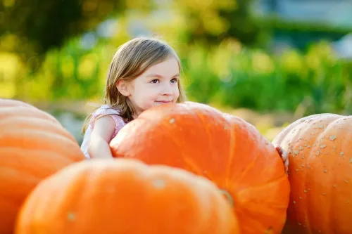 Miniatura 3 de 20 semillas de calabaza Big Max para plantar, ideales para Jack-O-Lantern