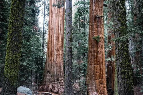 Miniatura 6 de Plantón pequeño de secoya gigante (sequoiadendron giganteum)