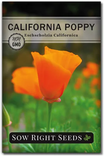 Sow Right Seeds - Semillas de amapola de California para plantar - Paquete de semillas de reliquia sin OMG con instrucciones para cultivar un