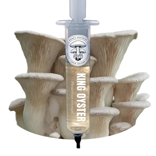 Miniatura 9 de Cultivo líquido de Cordyceps albino (Cordyceps militaris) 20mL Sustrato para micología