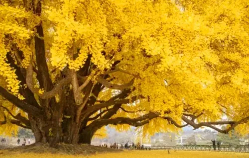Miniatura 3 de 25 semillas de ginkgo biloba, hojas únicas de ginkgo raras, semillas de árbol de culantrillo amarillo brillante