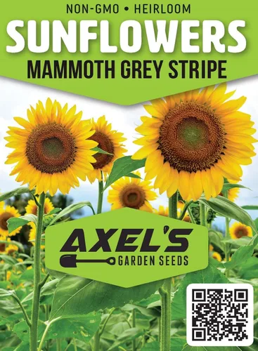Miniatura 2 de Semillas de girasol gigante para plantar – Cultiva girasoles gigantes en tu jardín – 50 semillas de reliquia sin OGM – Instrucciones completas