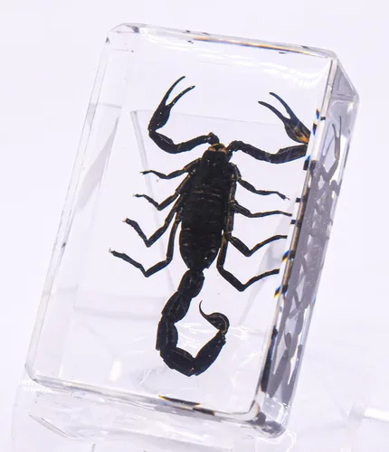 Miniatura 5 de 44mm de escorpión negro real en resina de lucite transparente cristalina, especímenes de artesanía, insectos de varios animales, colección