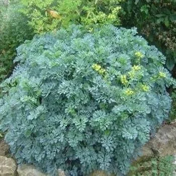 Outsidepride Rue Seeds - 1000 unidades. Semillas perennes, versátiles y fáciles de cultivar, semillas de hierbas para plantar follaje de hoja