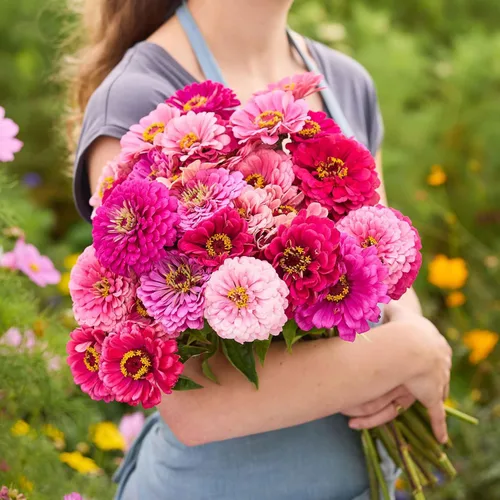 Miniatura 119 de Eden Brothers - Semillas de zinnia, cactus con flores, sin OMG, plantar en primavera, paquete, flores de bajo mantenimiento, zonas 3, 4, 5, 6, 7, 8