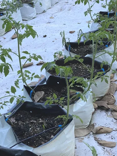 Miniatura 7 de HORTIPOTS Bolsas de cultivo de plástico blanco y negro de 0.5 galones (paquete de 100)