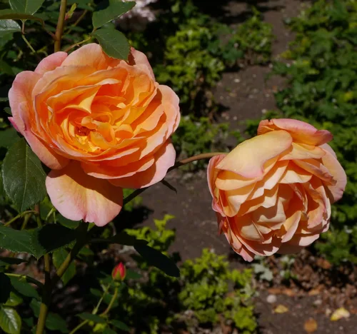 Miniatura 7 de 5 Seeds Orange Climbing Rose Rosa Bush Vine Climber Fragrant Butterfly Flower Seeds