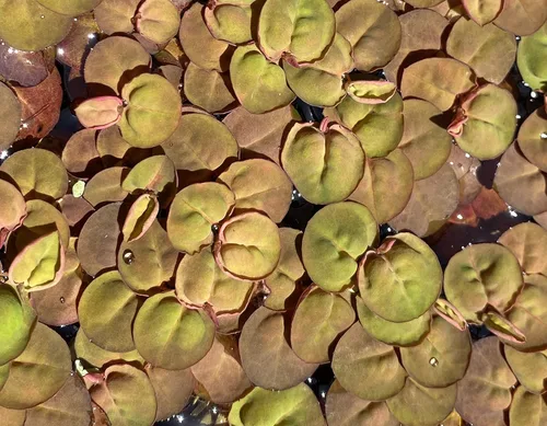 Miniatura 9 de Azolla caroliniana 10 + Plantas Vivas Flotantes Planta de Estanque Mosquito Helecho Agua Terciopelo Hada Musgo Acuario Estanques al aire libre