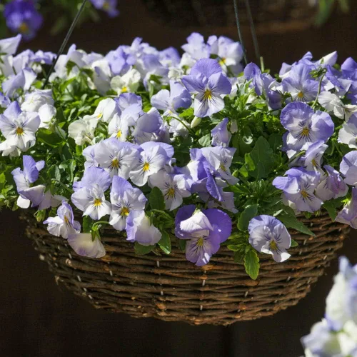Miniatura 7 de Outsidepride Cool Wave Frost Viola - Semillas de pensamiento para plantar, 15 piezas. Flores biennales, para propagar, resistentes al frío y aptas