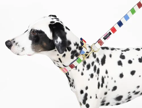 Miniatura 3 de kate spade new york Lindo collar para perro con detalles de metal dorado y hebilla de plástico, collar de perro ajustable de 15" a 22" para perros